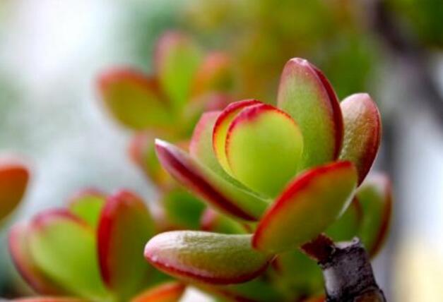 玉樹葉子有沒有毒，葉子沒毒汁液是有毒的