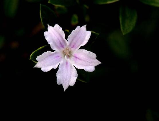 六月雪如何養(yǎng)，老農總結最實用六大基本養(yǎng)殖方法