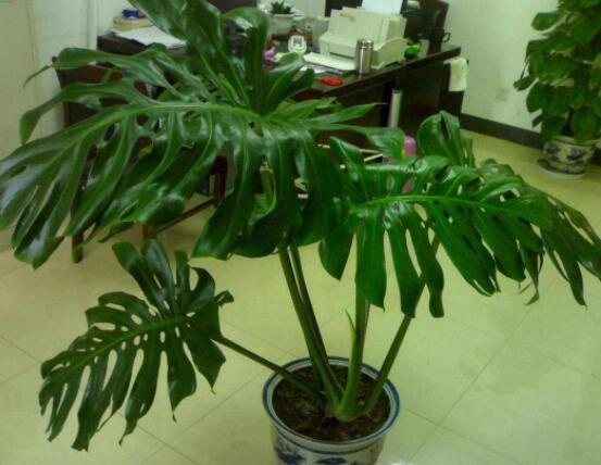 龜背竹好養(yǎng)嗎，老農(nóng)總結(jié)最好養(yǎng)的六點(diǎn)基本方法