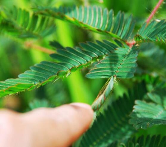 含羞草為什么會(huì)閉合，講述最科學(xué)的合理解釋(葉枕水分感應(yīng))