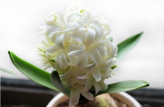 風(fēng)信子怎么施肥吸收效果最好，推薦兩種最見效的吸肥方法