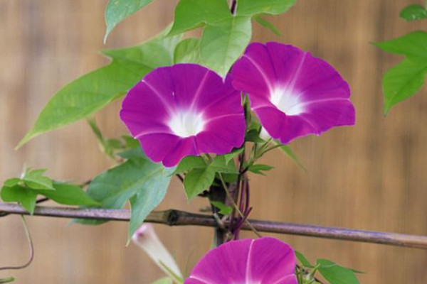 牽?；ㄊ遣皇窃诖禾扉_(kāi)放的