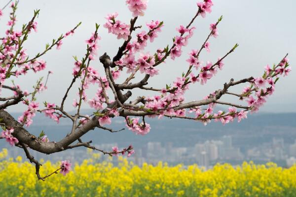 如何延長桃花花期，加強(qiáng)光照并保證養(yǎng)分