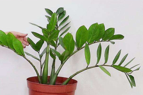 金錢樹(shù)秋天可以換盆嗎