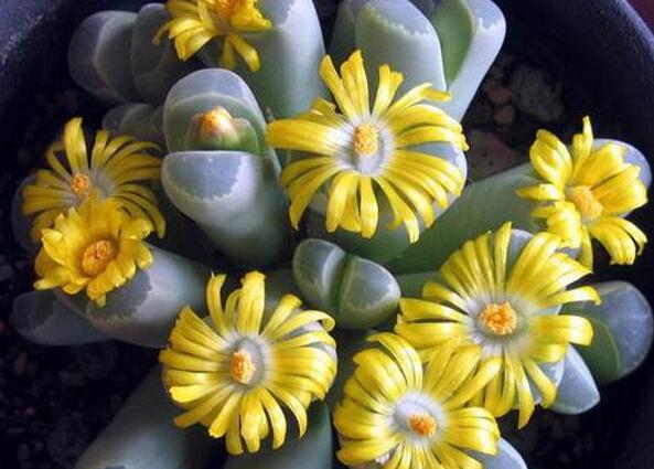 生石花皺了怎么辦，要警惕是這4種原因造成的