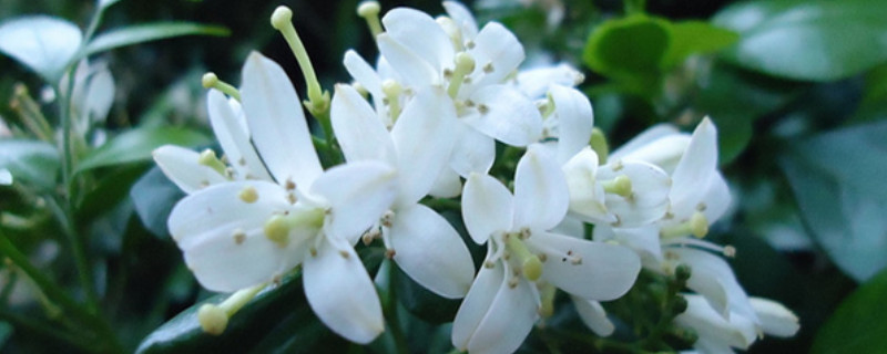 九里香的養(yǎng)殖方法花期