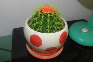 仙人球怎么養(yǎng)長得快，盆栽仙人球的養(yǎng)殖方法