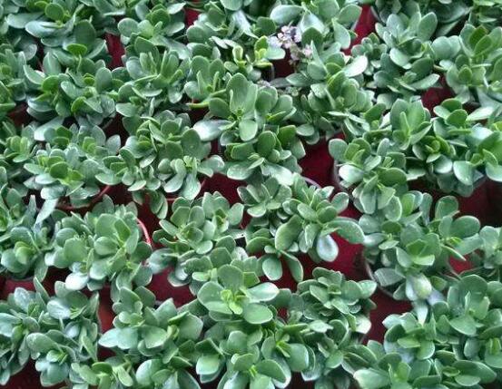 玉樹(shù)冬天怎么養(yǎng)，教你六個(gè)方法安然過(guò)冬