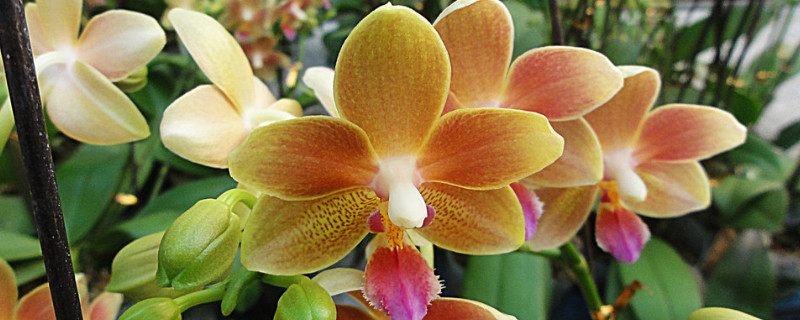 蝴蝶蘭的花骨朵為什么會(huì)枯萎掉落