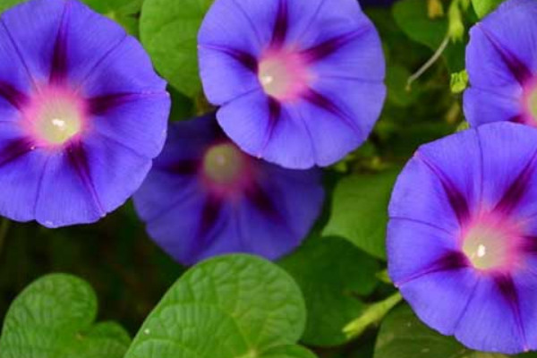 牽?；ǚN子發(fā)芽到開花要多久