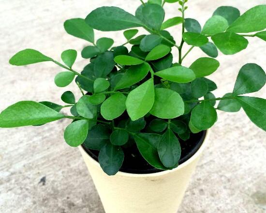 九里香冬天怎么施肥，九里香施什么肥好