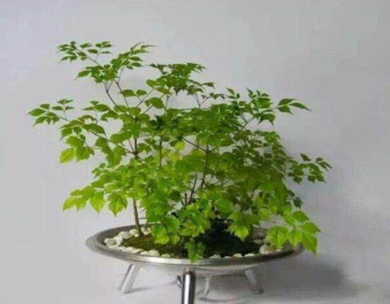 幸福樹的寓意，象征著家庭和美，幸福快樂