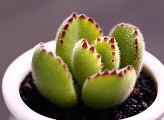 熊童子怎么養(yǎng)才能肥，主要做好四個要點即可