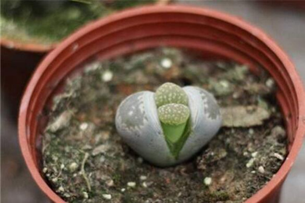 生石花養(yǎng)殖常見問題，稍不注意就會導(dǎo)致植株死亡