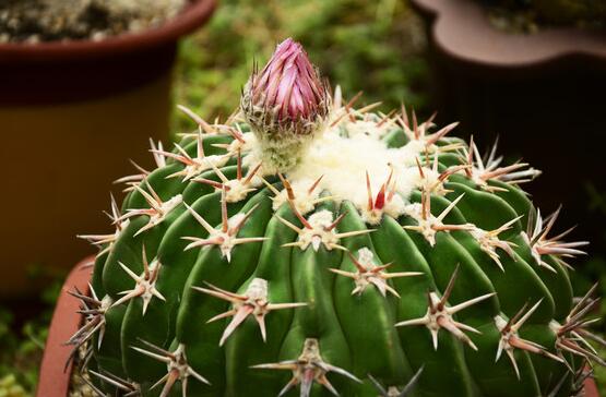 仙人球怎么施肥才正確，老農(nóng)總結(jié)一年四季施肥方法