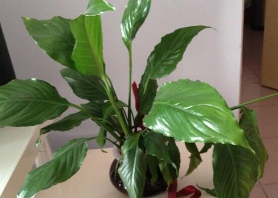 一帆風(fēng)順葉子下垂，四種原因以及解決辦法