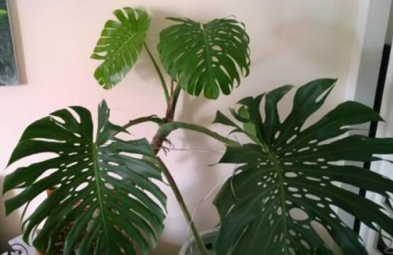 龜背竹滴的水有毒嗎，有毒/皮膚接觸會(huì)導(dǎo)致刺痛灼傷