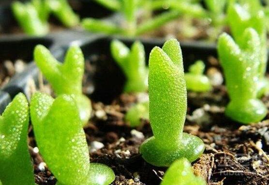 碧光環(huán)和枝干番杏的區(qū)別，教你兩種最直觀分辨方法