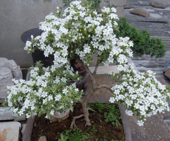 怎樣養(yǎng)好六月雪，盆土是關(guān)鍵/做好澆水施肥