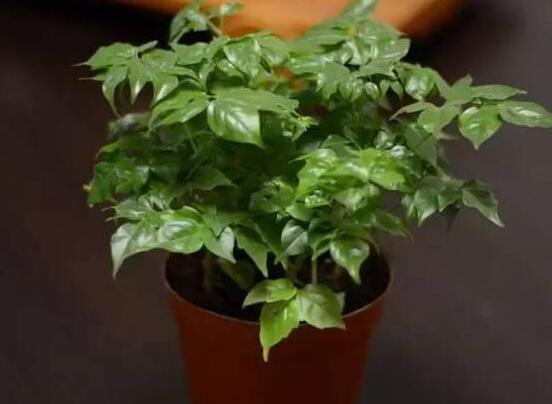 幸福樹種子怎么種，教你六大簡單步驟即可學(xué)會