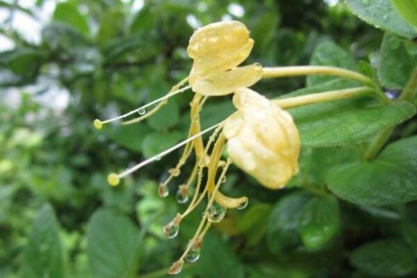 金銀花是怎么過(guò)冬的，南方地區(qū)可室外越冬