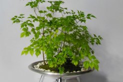 幸福樹(shù)上有白色絮狀物怎么辦，可能是感染了白粉病