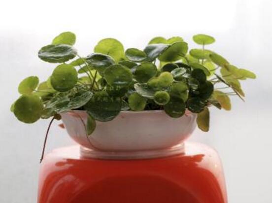 銅錢草的養(yǎng)殖方法和注意事項(xiàng)，老農(nóng)總結(jié)八大基本方法