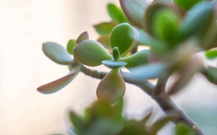 燕子掌的花語，吉祥如意和尊重敬畏
