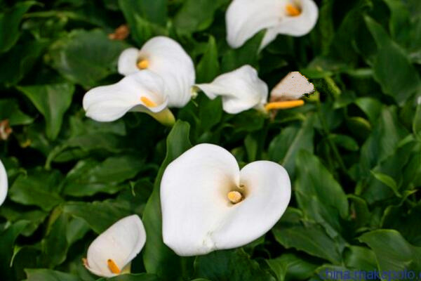 馬蹄蓮種球怎么種植，種植步驟以及前期養(yǎng)護(hù)技巧