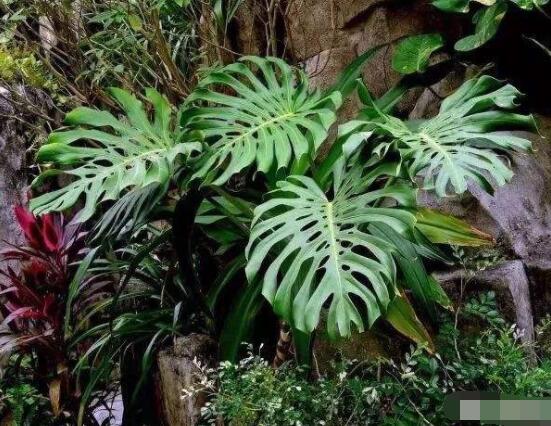 龜背竹好養(yǎng)嗎，老農(nóng)總結(jié)最好養(yǎng)的六點(diǎn)基本方法