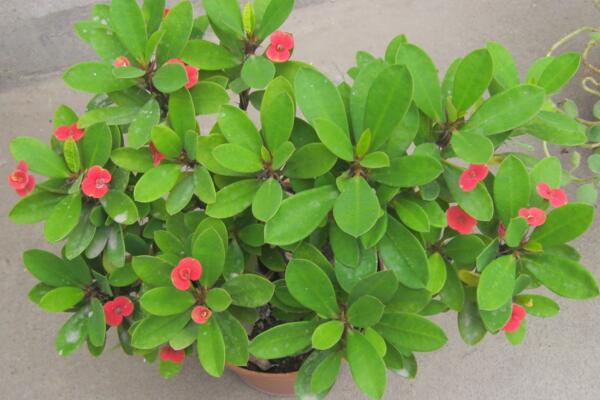 虎刺梅不開花怎么辦，加強(qiáng)通風(fēng)并增加光照