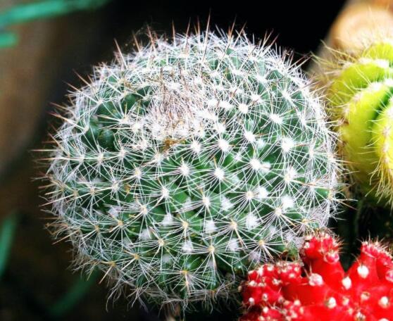 仙人球的養(yǎng)殖方法和注意事項(xiàng)，做好五個(gè)要點(diǎn)一年四季健康茂盛