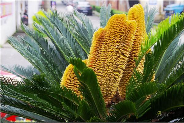 鐵樹(shù)開(kāi)花圖片，開(kāi)花條件以及征兆