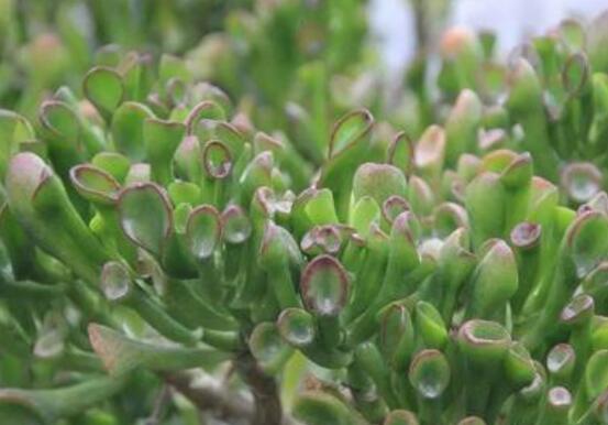 玉樹冬天怎么養(yǎng)，教你六個(gè)方法安然過(guò)冬