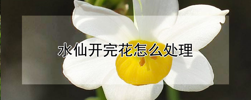 水仙開完花怎么處理