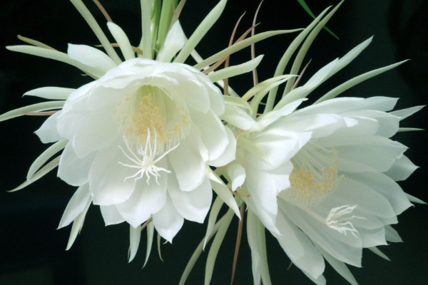 曇花如何養(yǎng)殖，土壤要富含腐殖質(zhì)營(yíng)養(yǎng)