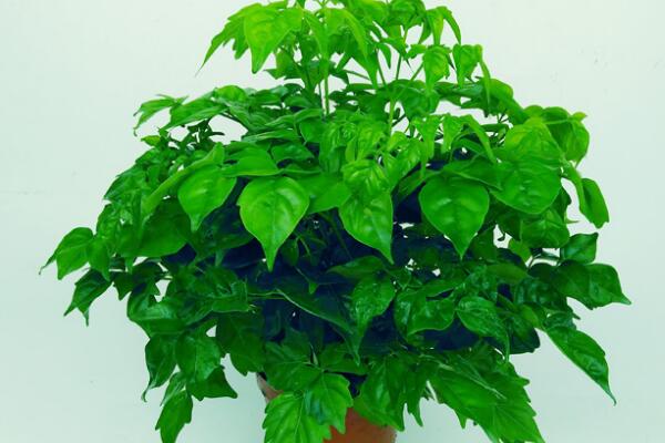 平安樹葉子發(fā)黃是怎么回事，五種原因以及解決方法