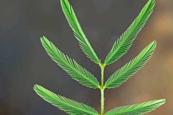 含羞草曬蔫了會(huì)活嗎