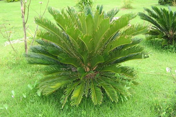 鐵樹的養(yǎng)殖方法，必須要掌握的5個(gè)要點(diǎn)