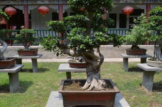 榕樹怎么養(yǎng)長(zhǎng)得快，做好五個(gè)要點(diǎn)生長(zhǎng)郁郁蔥蔥/根系健壯