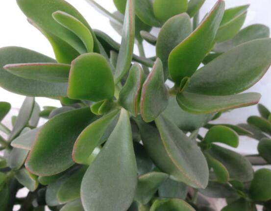 玉樹(shù)燕子掌怎么區(qū)分，主要從葉和花序上辨別