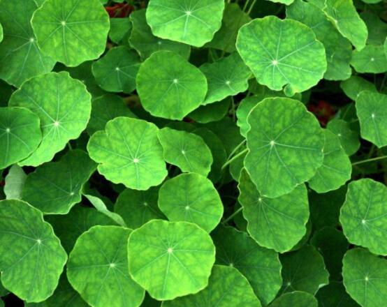 銅錢草焉了怎么回事，多半是澆水和光照不當(dāng)導(dǎo)致