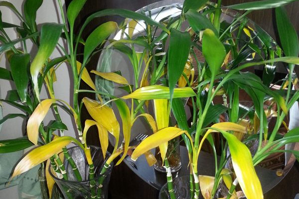 冬天富貴竹葉子發(fā)黃加醋，無論土培還是水培都不建議