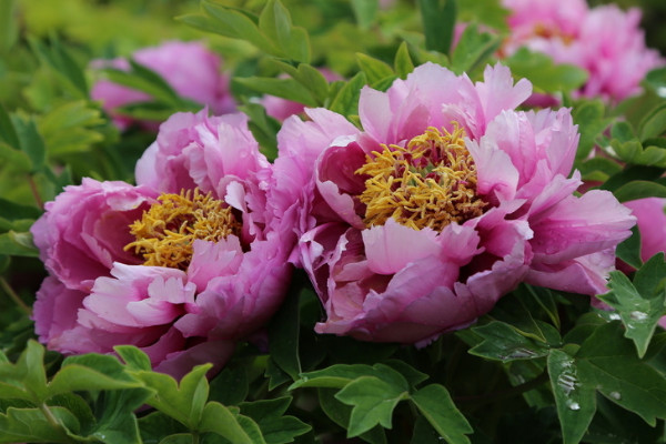 牡丹什么時(shí)候開花季節(jié)