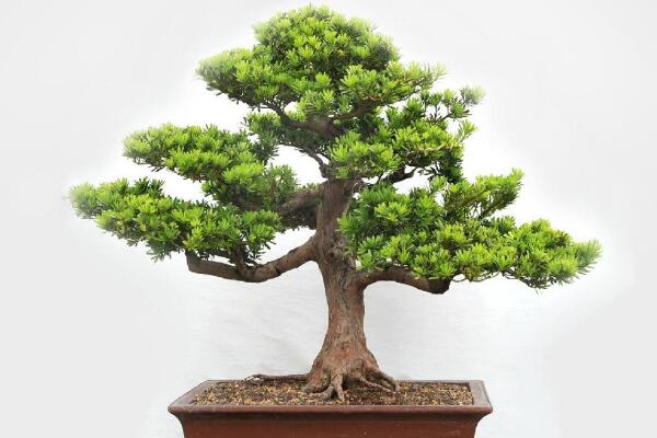 日本羅漢松的養(yǎng)殖方法，四個(gè)要點(diǎn)教你養(yǎng)日本羅漢松