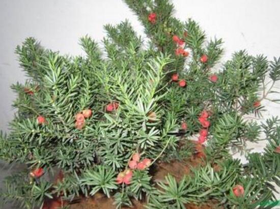 紅豆杉盆景怎么修剪，遵循兩點原則掌握六點方法