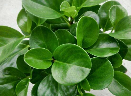 青葉碧玉怎么養(yǎng)，掌握八大核心保證你家的碧玉爆盆綠油油