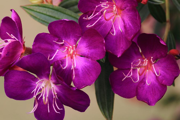 巴西野牡丹的養(yǎng)殖方法和注意事項(xiàng)