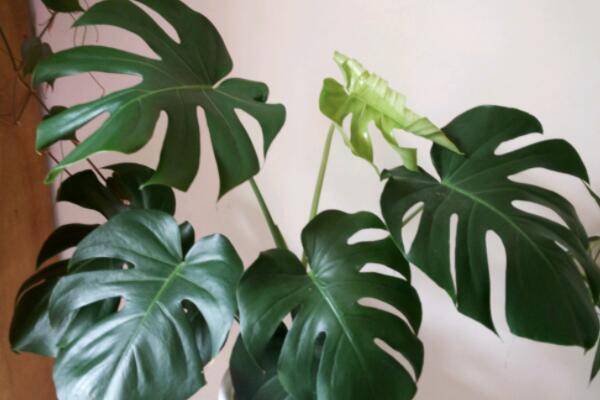 龜背竹枝干軟無(wú)力