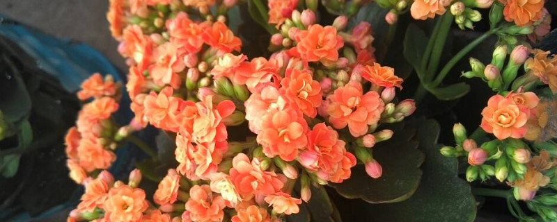 長壽花春天怎么養(yǎng)